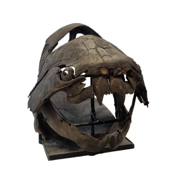 dunkleosteus marsaisi