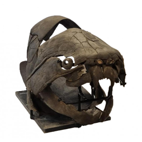 dunkleosteus marsaisi
