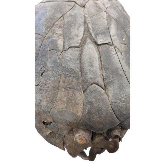 dunkleosteus marsaisi