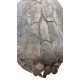 dunkleosteus marsaisi