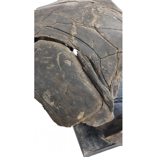 dunkleosteus marsaisi