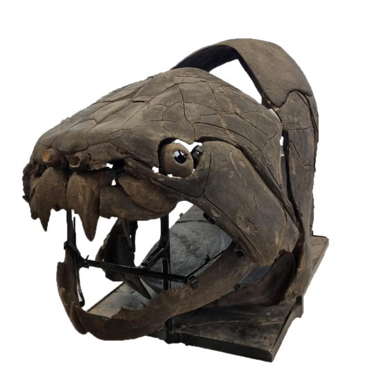 dunkleosteus marsaisi