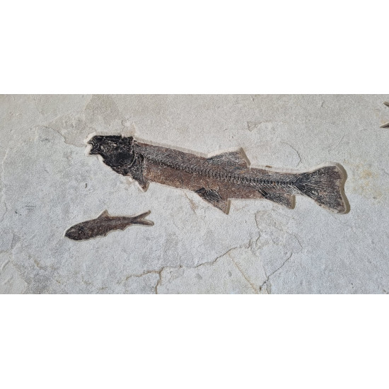 Notogoneus osculus - diplomystus dentatus - priscacara serrata - knightia eocena Notogoneus osculus - diplomystus dentatus - priscacara serrata - knightia eocena