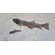 Notogoneus osculus - diplomystus dentatus - priscacara serrata - knightia eocena Notogoneus osculus - diplomystus dentatus - priscacara serrata - knightia eocena
