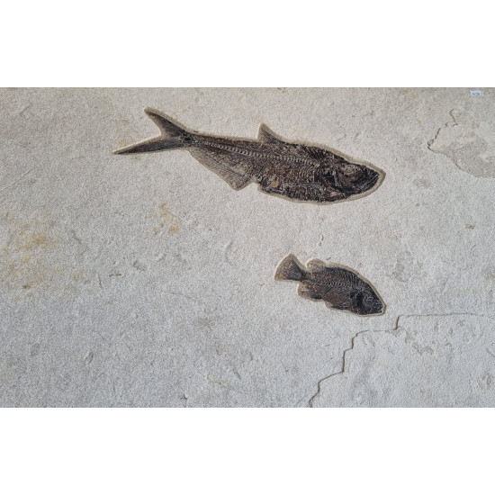 Notogoneus osculus - diplomystus dentatus - priscacara serrata - knightia eocena Notogoneus osculus - diplomystus dentatus - priscacara serrata - knightia eocena