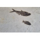 Notogoneus osculus - diplomystus dentatus - priscacara serrata - knightia eocena Notogoneus osculus - diplomystus dentatus - priscacara serrata - knightia eocena