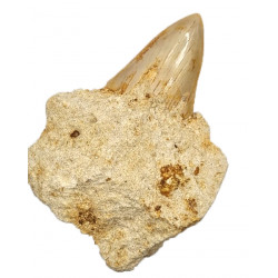 Otodus megalodon (carcharodon megalodon - megaselachus) indonésie 7,5 cm
