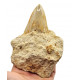 Otodus megalodon (carcharodon megalodon - megaselachus) indonésie 7,5 cm