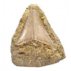 Otodus megalodon (carcharodon megalodon - megaselachus) indonésie 7 cm