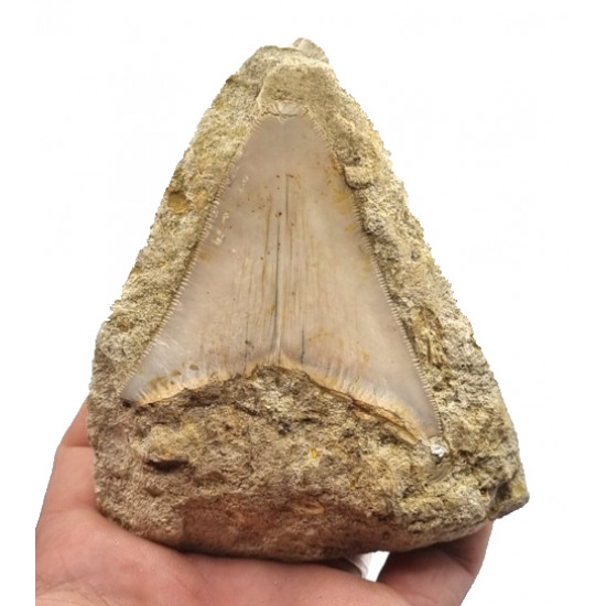 Otodus megalodon (carcharodon megalodon - megaselachus) indonésie 7 cm