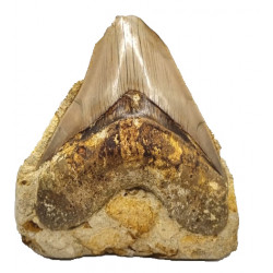 Otodus megalodon (carcharodon megalodon - megaselachus) indonésie 13 cm