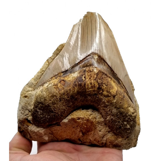 Otodus megalodon (carcharodon megalodon - megaselachus) indonésie 13 cm