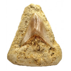 Otodus megalodon (carcharodon megalodon - megaselachus) indonésie 10 cm