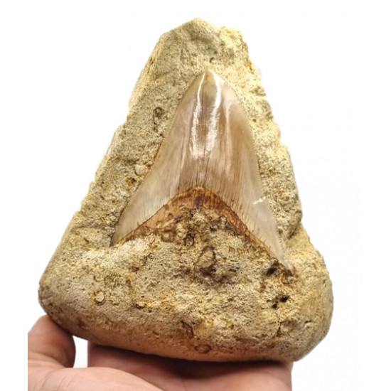 Otodus megalodon (carcharodon megalodon - megaselachus) indonésie 10 cm