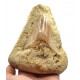 Otodus megalodon (carcharodon megalodon - megaselachus) indonésie 10 cm