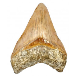 Otodus megalodon (carcharodon megalodon - megaselachus) indonésie 12,3 cm