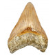 Otodus megalodon (carcharodon megalodon - megaselachus) indonésie 12,3 cm