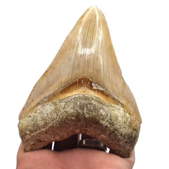 Otodus megalodon (carcharodon megalodon - megaselachus) indonésie 12,3 cm