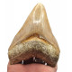 Otodus megalodon (carcharodon megalodon - megaselachus) indonésie 12,3 cm