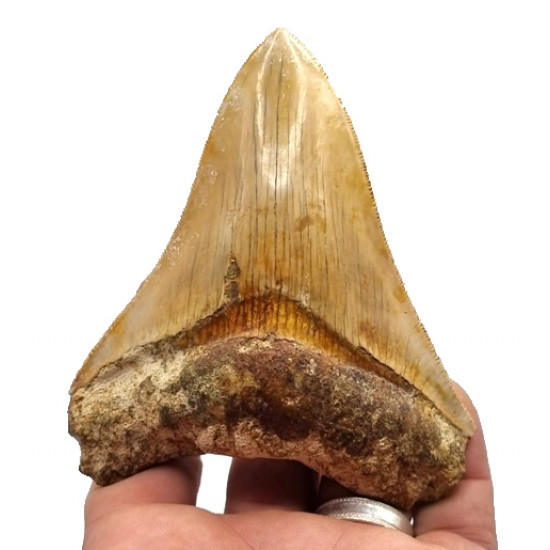Otodus megalodon (carcharodon megalodon - megaselachus) indonésie 10,5 cm