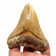 Otodus megalodon (carcharodon megalodon - megaselachus) indonésie 10,5 cm