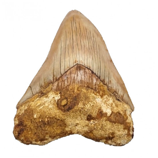 Otodus megalodon (carcharodon megalodon - megaselachus) indonésie 12 cm