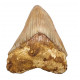 Otodus megalodon (carcharodon megalodon - megaselachus) indonésie 12 cm