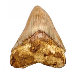 Otodus megalodon (carcharodon megalodon - megaselachus) indonésie 12 cm