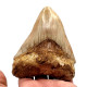 Otodus megalodon (carcharodon megalodon - megaselachus) indonésie 12 cm