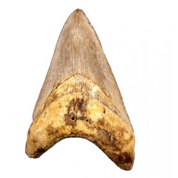 Otodus megalodon (carcharodon megalodon - megaselachus) indonésie 11,5 cm