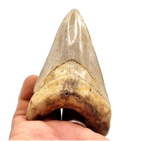 Otodus megalodon (carcharodon megalodon - megaselachus) indonésie 11,5 cm