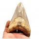Otodus megalodon (carcharodon megalodon - megaselachus) indonésie 11,5 cm