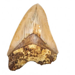 Otodus megalodon (carcharodon megalodon - megaselachus) indonésie 12,5 cm
