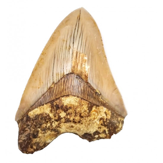 Otodus megalodon (carcharodon megalodon - megaselachus) indonésie 12,5 cm