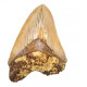 Otodus megalodon (carcharodon megalodon - megaselachus) indonésie 12,5 cm