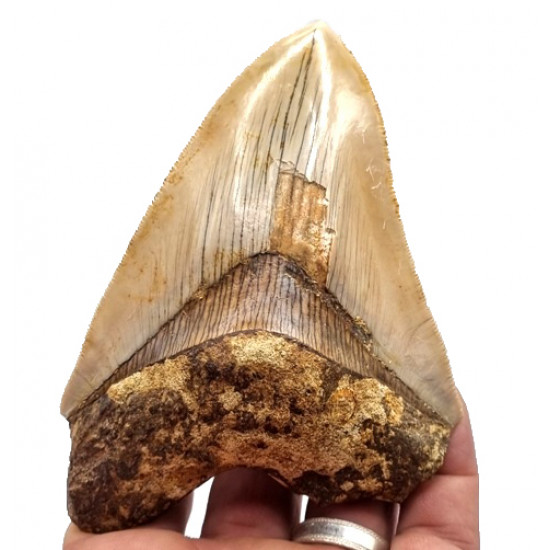 Otodus megalodon (carcharodon megalodon - megaselachus) indonésie 12,5 cm