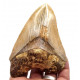 Otodus megalodon (carcharodon megalodon - megaselachus) indonésie 12,5 cm