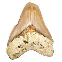 Otodus megalodon (carcharodon megalodon - megaselachus) indonésie 12,5 cm