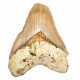 Otodus megalodon (carcharodon megalodon - megaselachus) indonésie 12,5 cm