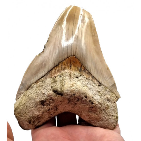 Otodus megalodon (carcharodon megalodon - megaselachus) indonésie 12,5 cm