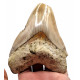Otodus megalodon (carcharodon megalodon - megaselachus) indonésie 12,5 cm