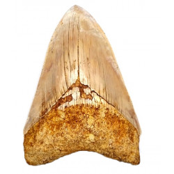 Otodus megalodon (carcharodon megalodon - megaselachus) indonésie 13 cm