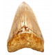 Otodus megalodon (carcharodon megalodon - megaselachus) indonésie 13 cm