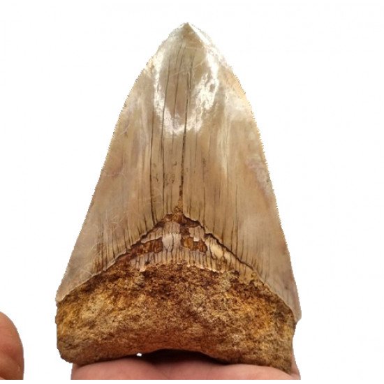 Otodus megalodon (carcharodon megalodon - megaselachus) indonésie 13 cm