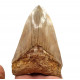 Otodus megalodon (carcharodon megalodon - megaselachus) indonésie 13 cm