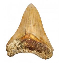 Otodus megalodon (carcharodon megalodon - megaselachus) indonésie 10,5 cm