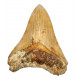 Otodus megalodon (carcharodon megalodon - megaselachus) indonésie 10,5 cm
