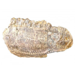 edmontosaurus annectens jaw