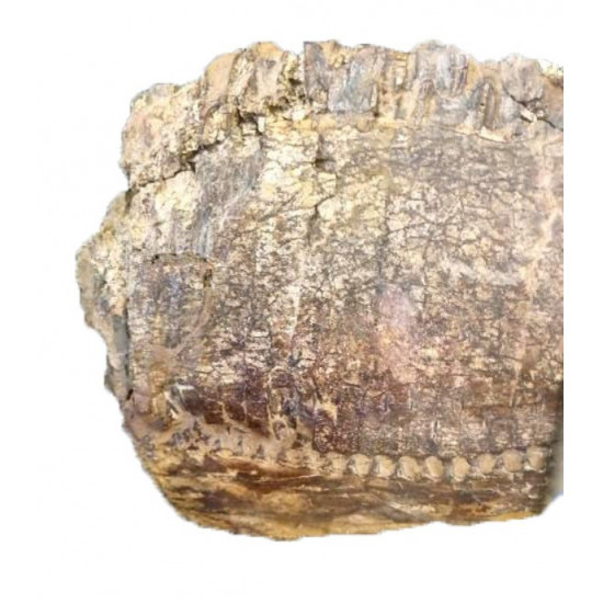 edmontosaurus annectens jaw