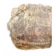 edmontosaurus annectens jaw